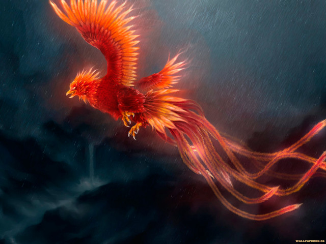 Red bird flying long tail free wallpaper for desktop - medium preview image
