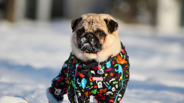 Small dog colorful jacket snow free wallpaper for desktop - medium preview image