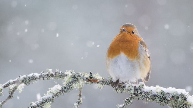 Bird sitting branch snow falling free wallpaper for desktop - medium preview image