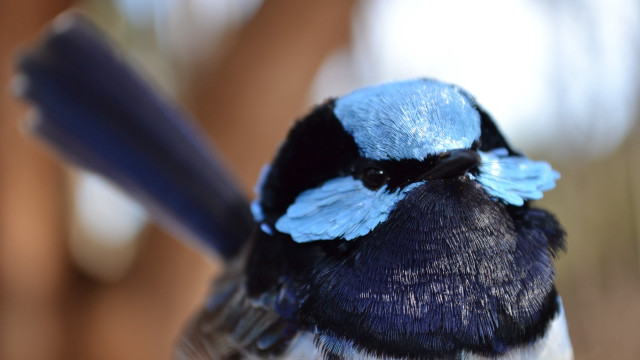 Blue black bird long beak free wallpaper for desktop - medium preview image