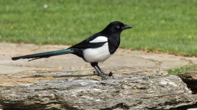 Black white bird rock park free wallpaper for desktop - medium preview image