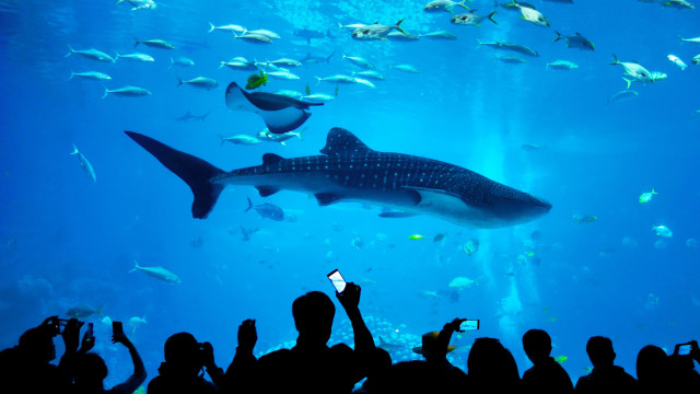 Shark aquarium people taking pictures free wallpaper for desktop - medium preview image