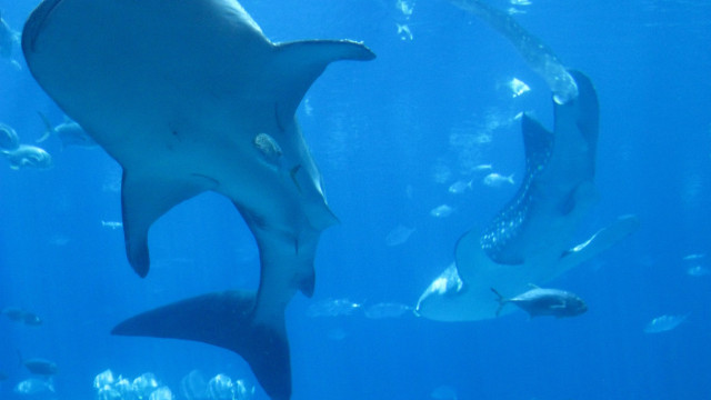 Large shark swimming blue ocean free wallpaper for desktop - medium preview image