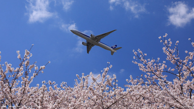 Jetliner blue sky tree flowers free wallpaper for desktop - medium preview image