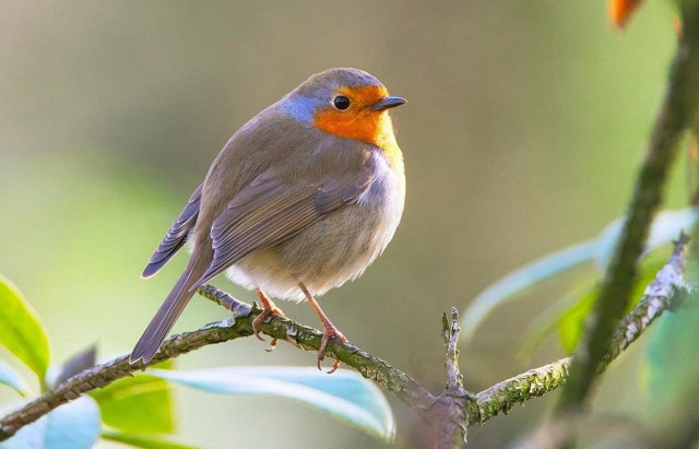 Small bird perched branch tree #6 free wallpaper for desktop - medium preview image