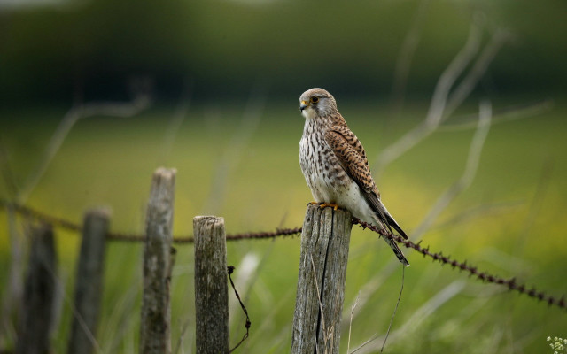 Bird perched fence post grass free wallpaper for desktop - medium preview image