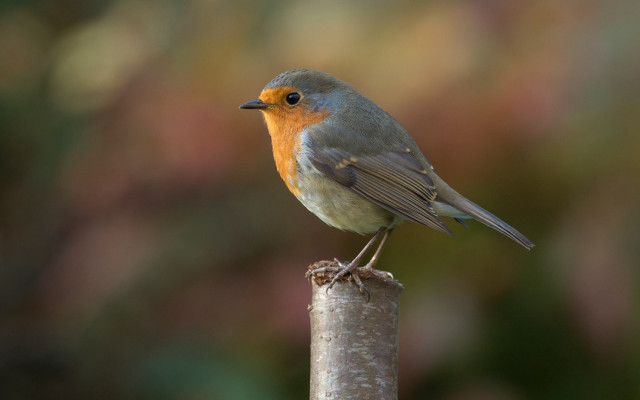 Small bird wooden pole forest free wallpaper for desktop - medium preview image