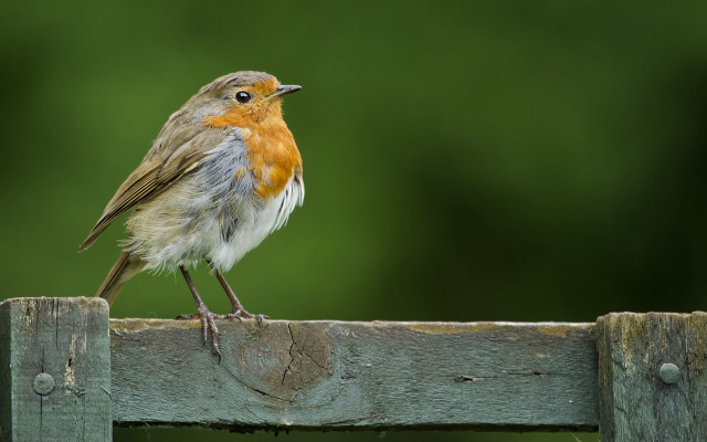 Small bird on fence post free wallpaper for desktop - medium preview image