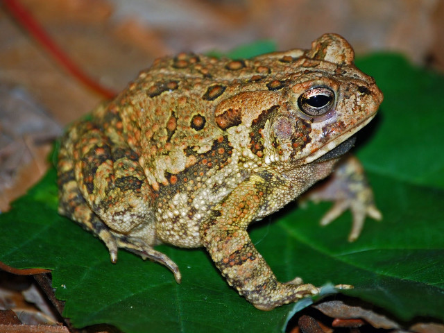 Frog leaf ground blurry background free wallpaper for desktop - medium preview image