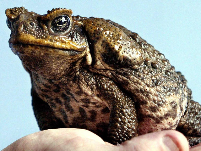 Frog hand blue background person free wallpaper for desktop - medium preview image