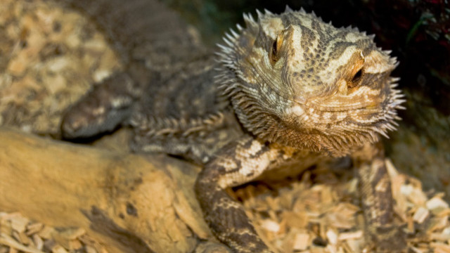 Lizard wood chips smile camera free wallpaper for desktop - medium preview image