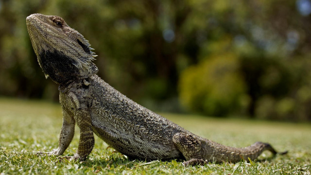 Lizard grass sky up blurry free wallpaper for desktop - medium preview image