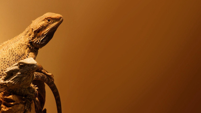 Lizard branch room lightbrown background free wallpaper for desktop - medium preview image