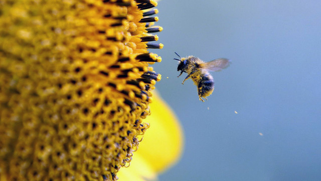 Bee flying sunflower field sunflowers free wallpaper for desktop - medium preview image