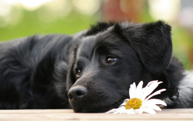 Black dog wooden floor flower #2 free wallpaper for desktop - medium preview image