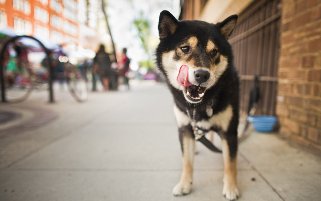 Dog tongue sidewalk building people free wallpaper for desktop - medium preview image
