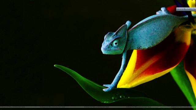 Chameleon flower cigarette sitting relaxed free wallpaper for desktop - medium preview image