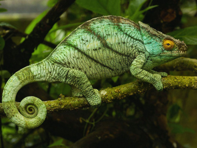 Chameleon branch forest green leaves free wallpaper for desktop - medium preview image