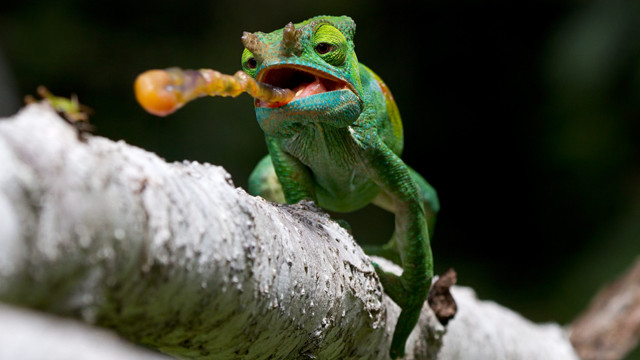 Green yellow lizard fruit branch free wallpaper for desktop - medium preview image