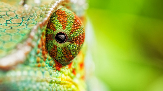 Colorful lizard eye head holography free wallpaper for desktop - medium preview image