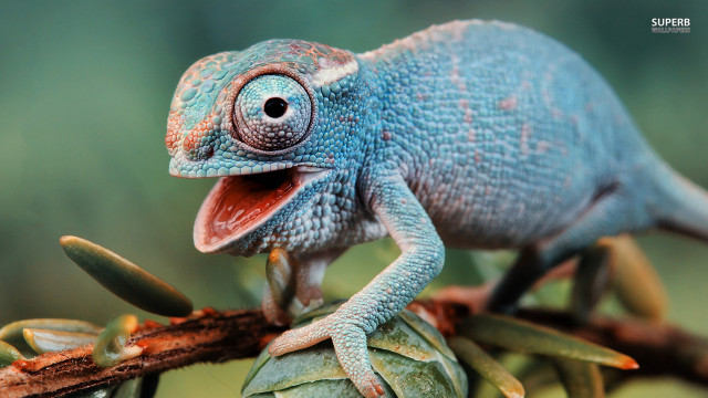Blue chameleon sitting branch tongue free wallpaper for desktop - medium preview image