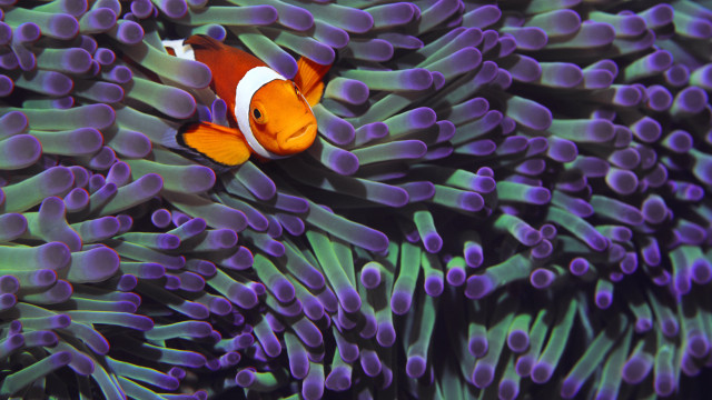Clown fish hiding purple sea free wallpaper for desktop - medium preview image