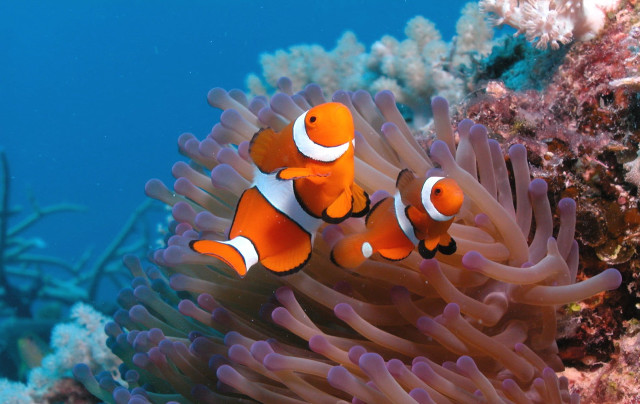 Orange clownfish anemone photograph impressionism free wallpaper for desktop - medium preview image