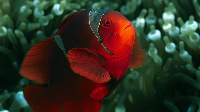 Red fish silver head green free wallpaper for desktop - medium preview image
