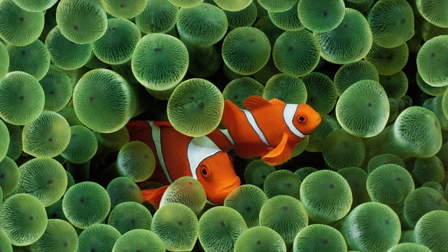 Clown fish hiding sea green free wallpaper for desktop - medium preview image