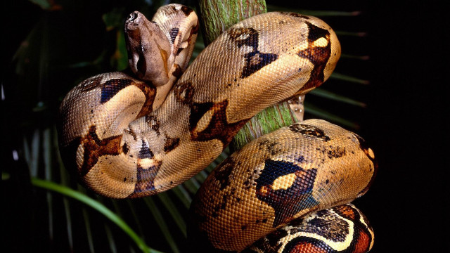 Snake closeup treebranch blackbackground palm free wallpaper for desktop - medium preview image