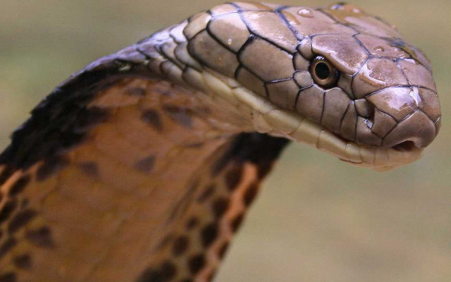 Snake head closeup blurry background #2 free wallpaper for desktop - medium preview image