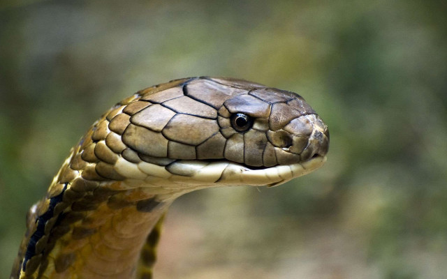 Snake head closeup blurry background free wallpaper for desktop - medium preview image
