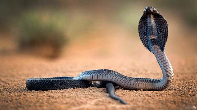 Snake curled head up tongue free wallpaper for desktop - medium preview image