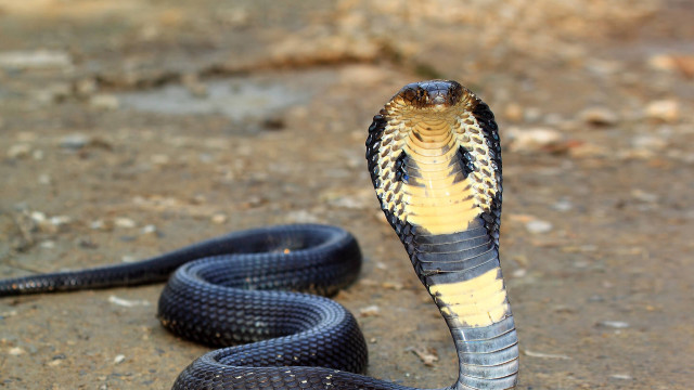 Black yellow snake striped head free wallpaper for desktop - medium preview image