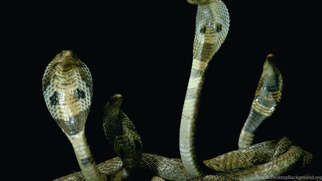 Snake bird cobra promotional illustration free wallpaper for desktop - medium preview image