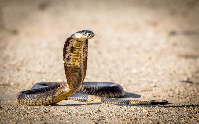 Snake curled cobra sunlight photorealistic free wallpaper for desktop - medium preview image
