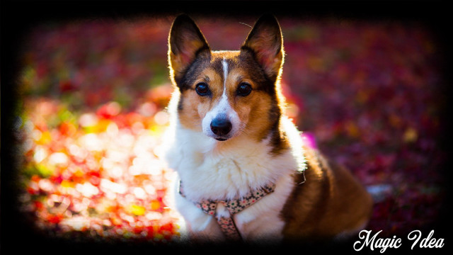 Shiba inu dog grass collar free wallpaper for desktop - medium preview image