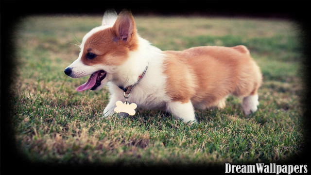 Small dog walking grass bone free wallpaper for desktop - medium preview image