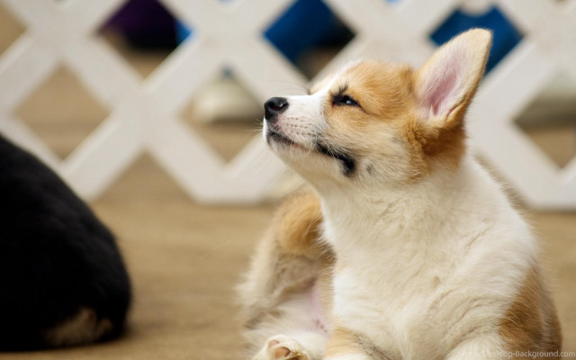 Small dog black cat white free wallpaper for desktop - medium preview image