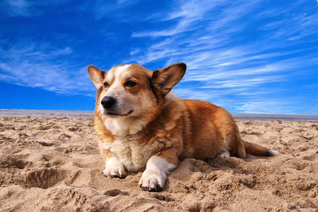 Dog laying sand beach blue free wallpaper for desktop - medium preview image