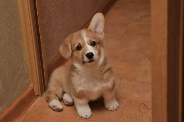 Small dog sad looking camera free wallpaper for desktop - medium preview image