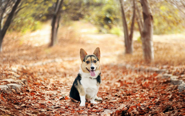 Dog sitting leaves wooded area free wallpaper for desktop - medium preview image