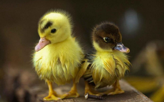 Two small yellow chicks sitting free wallpaper for desktop - medium preview image