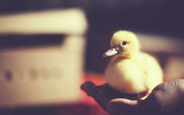Small yellow duckling hand computer free wallpaper for desktop - medium preview image