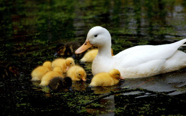 Mother duck ducklings pond water free wallpaper for desktop - medium preview image
