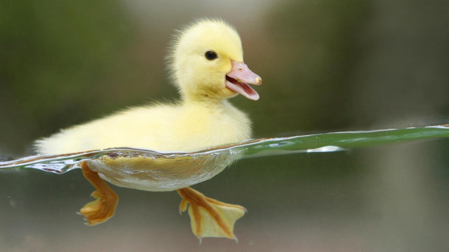 Duckling swimming pool water mouth free wallpaper for desktop - medium preview image