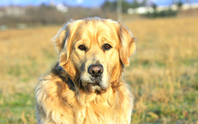 Dog sitting field grass looking free wallpaper for desktop - medium preview image