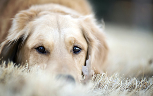 Dog sad shaggy rug lying free wallpaper for desktop - medium preview image