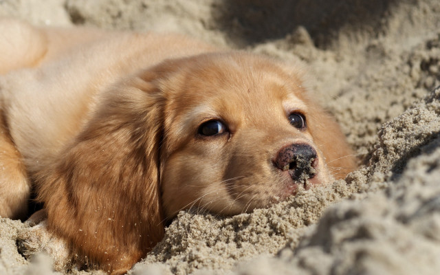 Dog laying sand head sticking free wallpaper for desktop - medium preview image