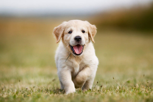 Puppy running field mouth open free wallpaper for desktop - medium preview image